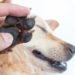 Comment éloigner les tiques de mon chien ?