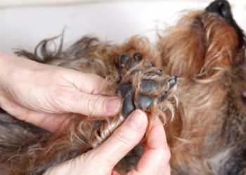 Comment éloigner les tiques des chiens ?