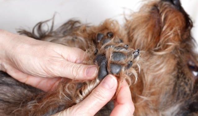 Comment éloigner les tiques des chiens ?