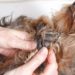 Comment éloigner les tiques des chiens ?