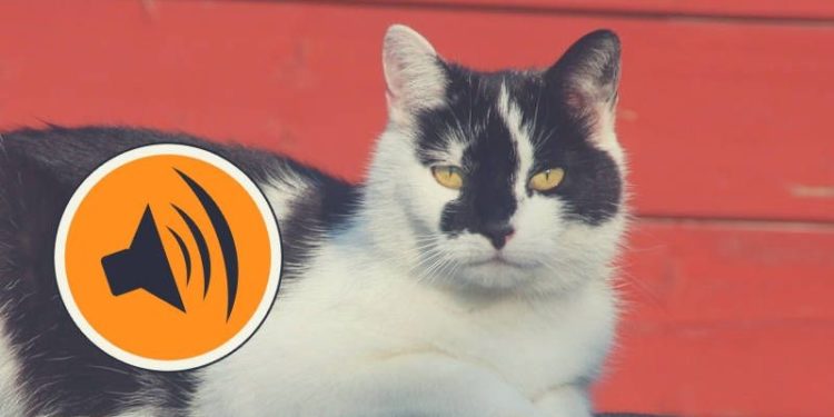 Quel est le meilleur répulsif pour chat ?