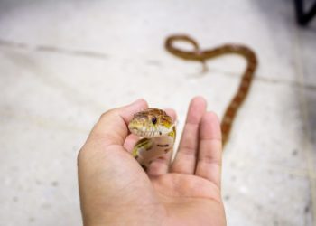 Quel race de serpent Peut-on avoir chez soi ?