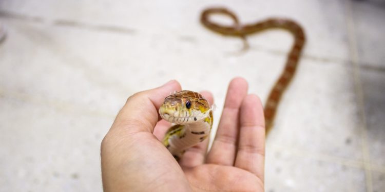 Quel race de serpent Peut-on avoir chez soi ?