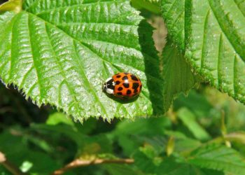 Est-ce que les coccinelles jaunes sont dangereuses ?