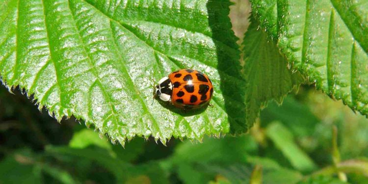 Est-ce que les coccinelles jaunes sont dangereuses ?