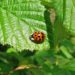 Est-ce que les coccinelles jaunes sont dangereuses ?