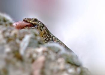 Comment nourrir un lézard de jardin ?