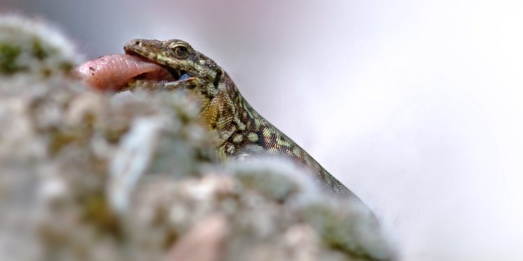 comment nourrir un bebe lezard