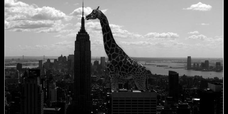 Quelle est la plus grande girafe du monde ?