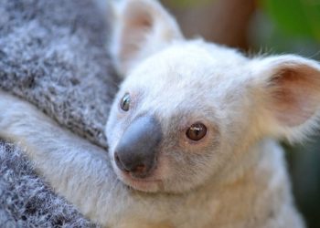 Comment s'appelle la maman koala ?