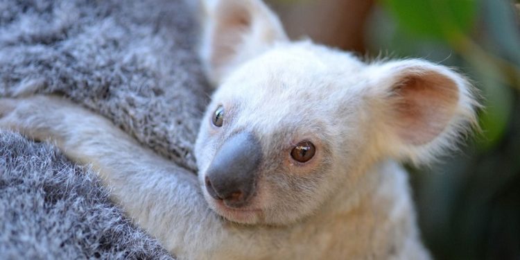 Comment s'appelle la maman koala ?