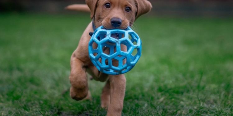 Quels sont les noms de chiens les plus populaires ?