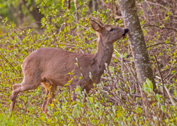 Quel est le nom du mâle de la biche ?