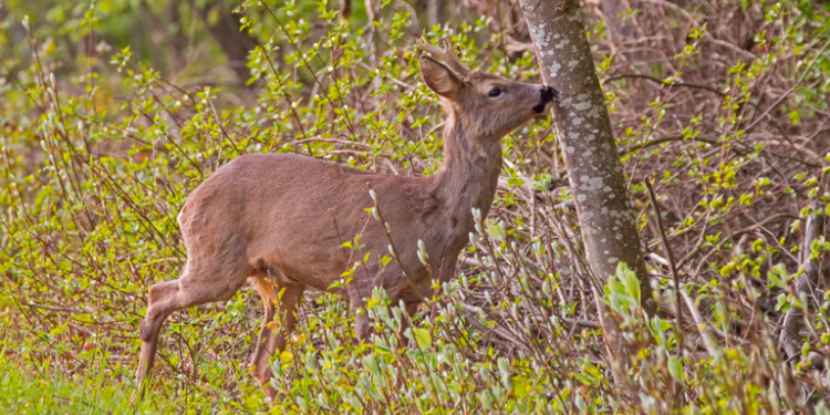 quel est le nom du petit de la biche