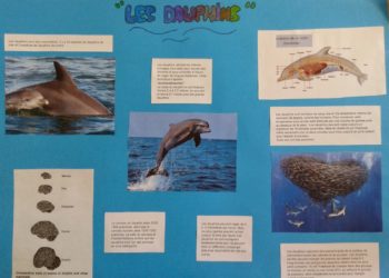 Comment faire un exposé sur les dauphins ?