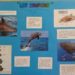 Comment faire un exposé sur les dauphins ?