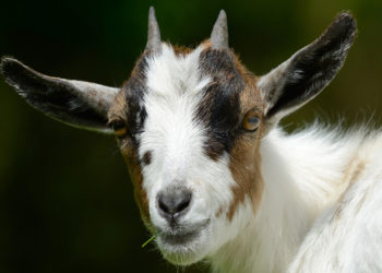 Quel est le nom du mâle de la chèvre ?