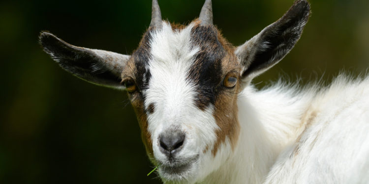 Quel est le nom du mâle de la chèvre ?