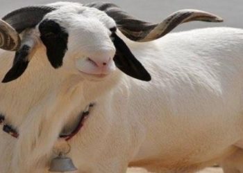 Quel est le mal du mouton ?