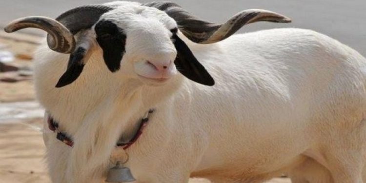 Quel est le mal du mouton ?