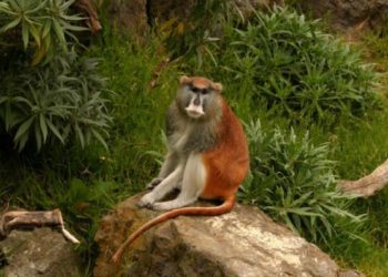 Quels sont les plus petits singes ?