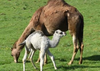 Quel est le nom du bébé dromadaire ?