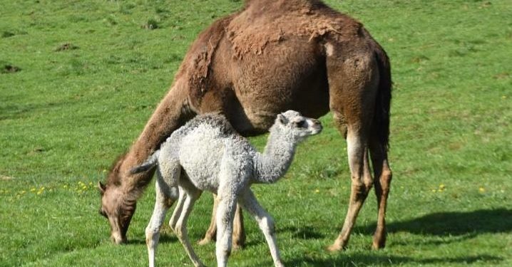 Quel est le nom du bébé dromadaire ?
