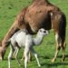 Quel est le nom du bébé dromadaire ?