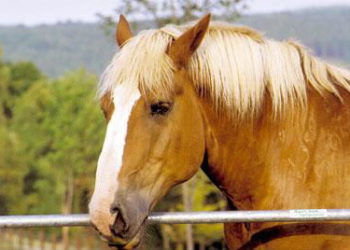 Comment s'appelle un mâle cheval ?