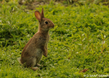 Quel est le nom du petit du lapin ?