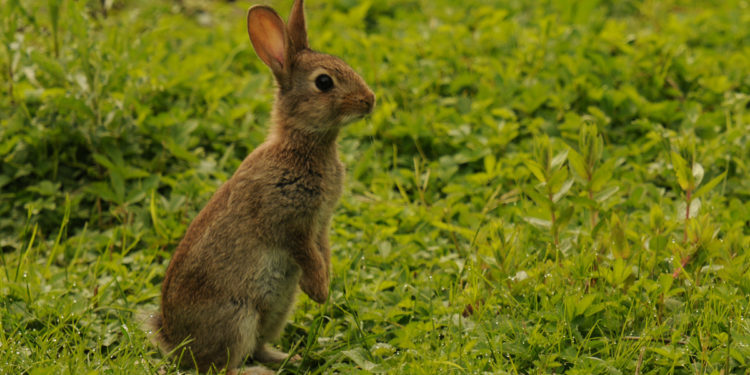 quel est le nom du petit du lapin