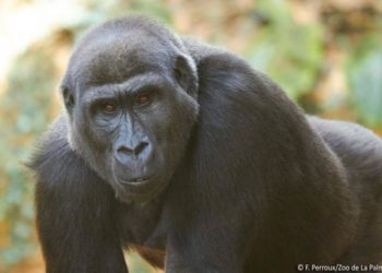 Quel est le nom de la femelle du gorille ?