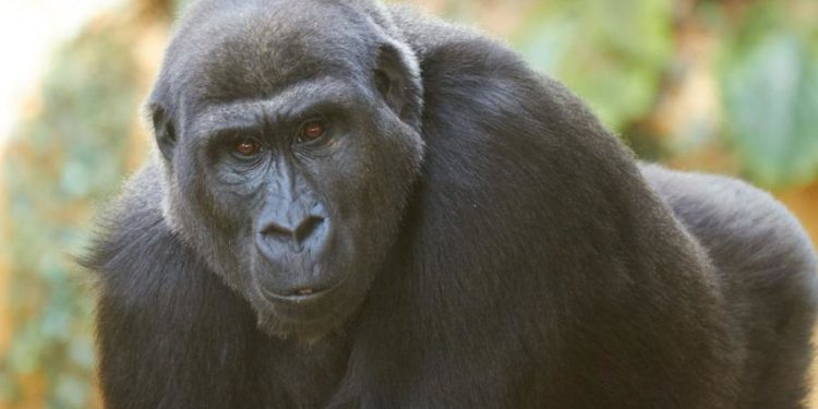 Quel est le nom de la femelle du gorille ?