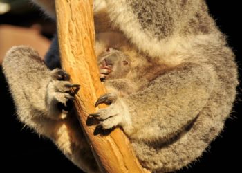 Est-ce que les koalas ont une poche ?