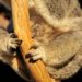 Est-ce que les koalas ont une poche ?