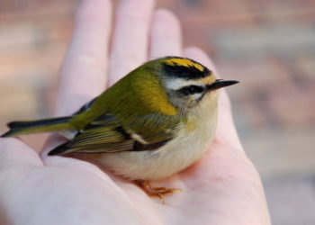 Quel est l'oiseau qui chante le mieux en cage ?