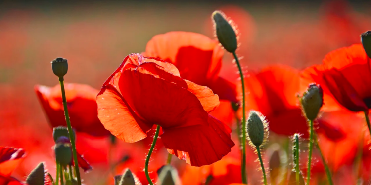 Quel est le nom scientifique ?