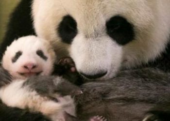 Quel est le nom du bébé pingouin ?