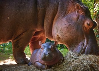 Quel est le nom du bébé hippopotame ?