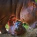 Quel est le nom du bébé hippopotame ?