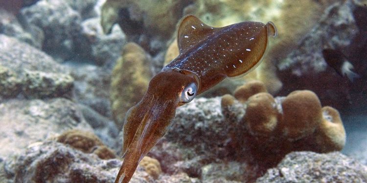 Comment s'appelle la femelle du poulpe ?