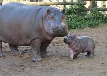 Quel est le poids d'un bébé hippopotame ?