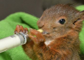 Comment s'appelle le bébé de la grenouille ?