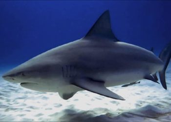 Quel est le nom du bébé requin ?