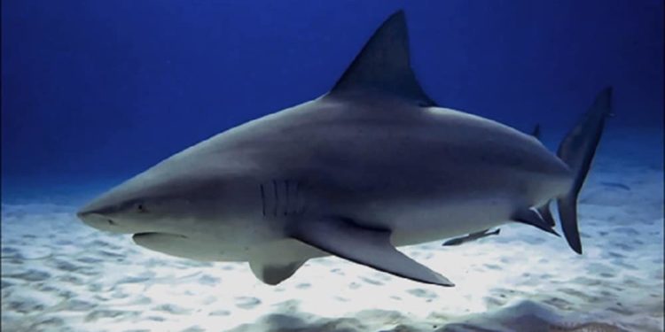 Quel est le nom du bébé requin ?