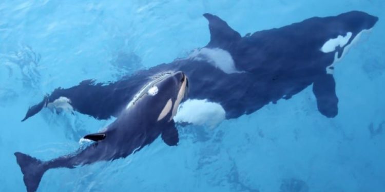 Comment s'appelle le bébé de l'orque ?