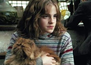 Qui est le chat d'Hermione ?