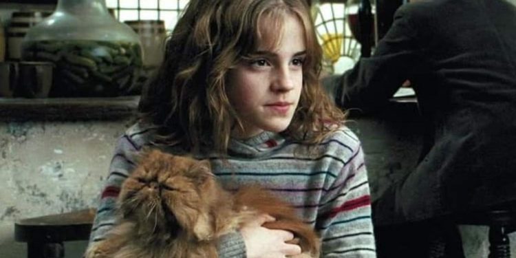 Qui est le chat d'Hermione ?
