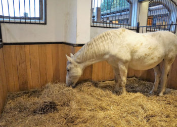 Comment trouver le nom de son cheval ?