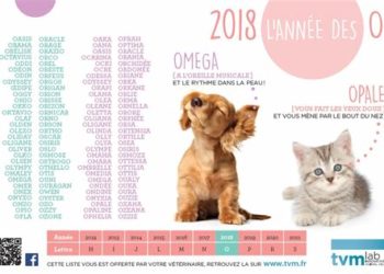 Quelle lettre pour les chevaux en 2020 ?